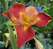 Fiesta Gal Louisiana Iris (Red, Yellow Signals, Midseason), Iris x 'Fiesta Gal'